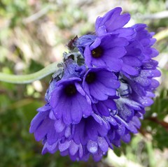 Primula glomerata