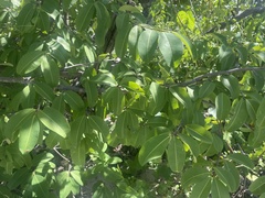 Erythroxylum areolatum