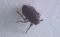 Delphacodes venosus
