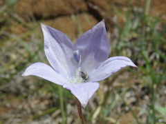 Wahlenbergia grandiflora