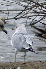 Larus delawarensis