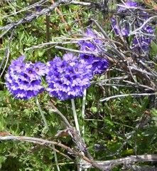 Primula glomerata