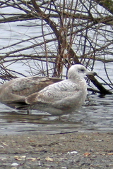 Larus argentatus