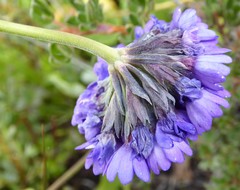 Primula glomerata