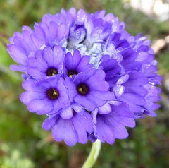 Primula glomerata