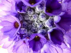 Primula glomerata
