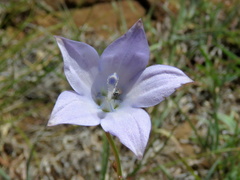 Wahlenbergia grandiflora