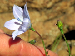 Wahlenbergia grandiflora