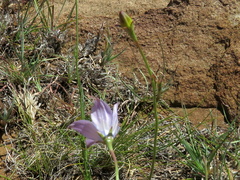 Wahlenbergia grandiflora