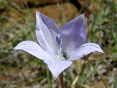 Wahlenbergia grandiflora