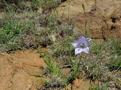 Wahlenbergia grandiflora