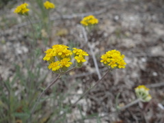 Achillea micrantha