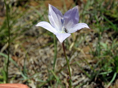 Wahlenbergia grandiflora
