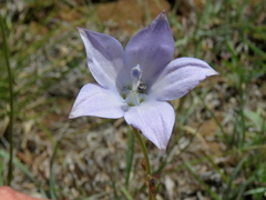 Wahlenbergia grandiflora