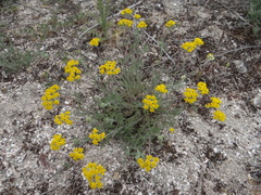 Achillea micrantha
