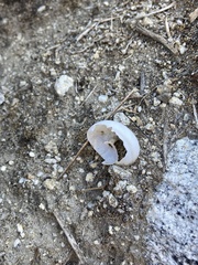 Cahuillus indioensis