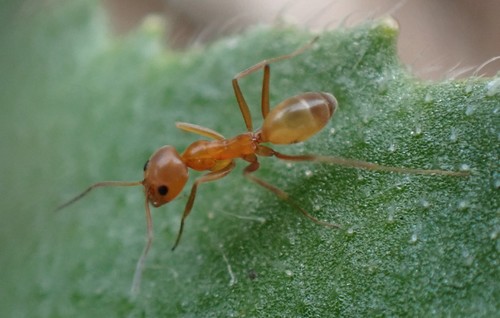Buren's Pyramid Ant