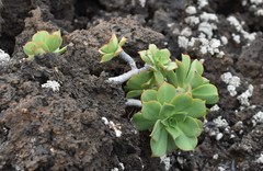 Aeonium lancerottense