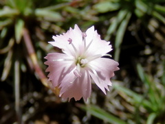 Dianthus micropetalus