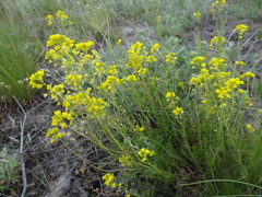Rorippa brachycarpa
