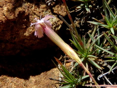 Dianthus micropetalus