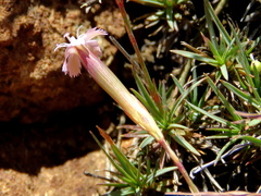 Dianthus micropetalus