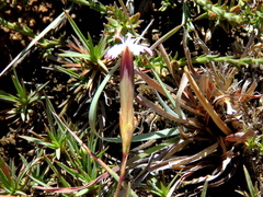 Dianthus micropetalus
