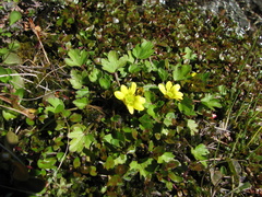 Ranunculus foliosus