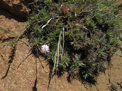 Dianthus micropetalus
