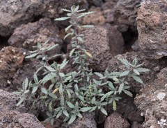 Forsskaolea angustifolia