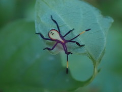 Amorbini