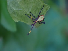 Amorbini