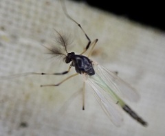 Chironomidae