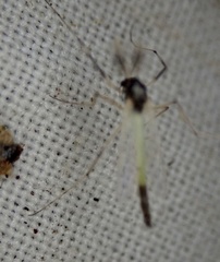 Chironomidae