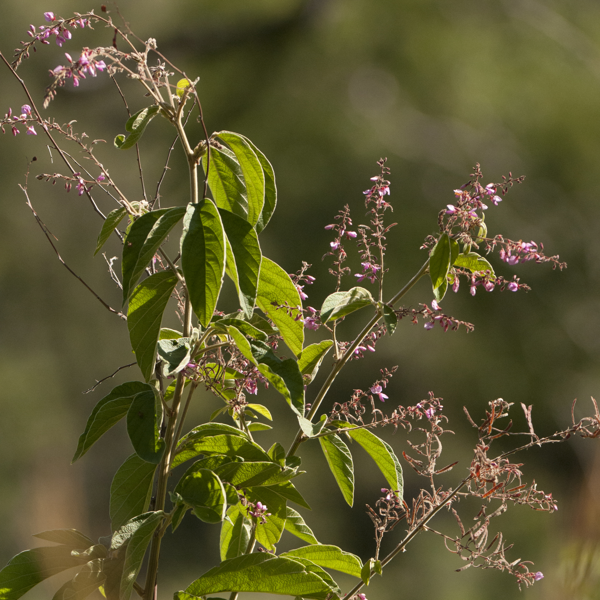 Desmodium salicifolium