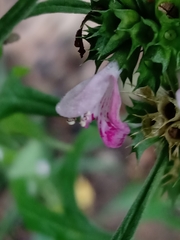 Leonureae