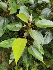 Hampea appendiculata