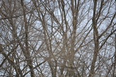 Zonotrichia leucophrys