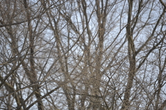 Zonotrichia leucophrys