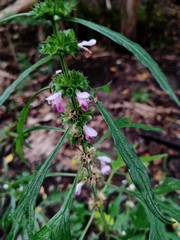 Leonureae