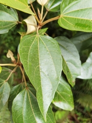 Hampea appendiculata