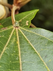 Hampea appendiculata