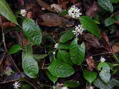 Coussarea micrococca