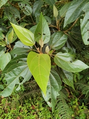 Hampea appendiculata