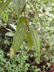 Thibaudia costaricensis