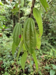 Thibaudia costaricensis