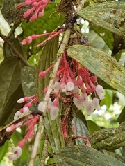 Thibaudia costaricensis