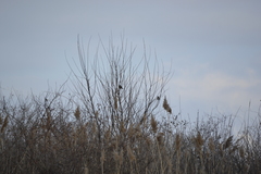 Spizelloides arborea