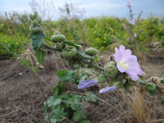 Alcea heldreichii