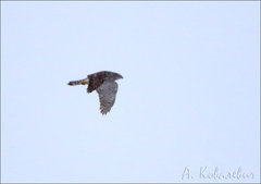 Accipiter gentilis